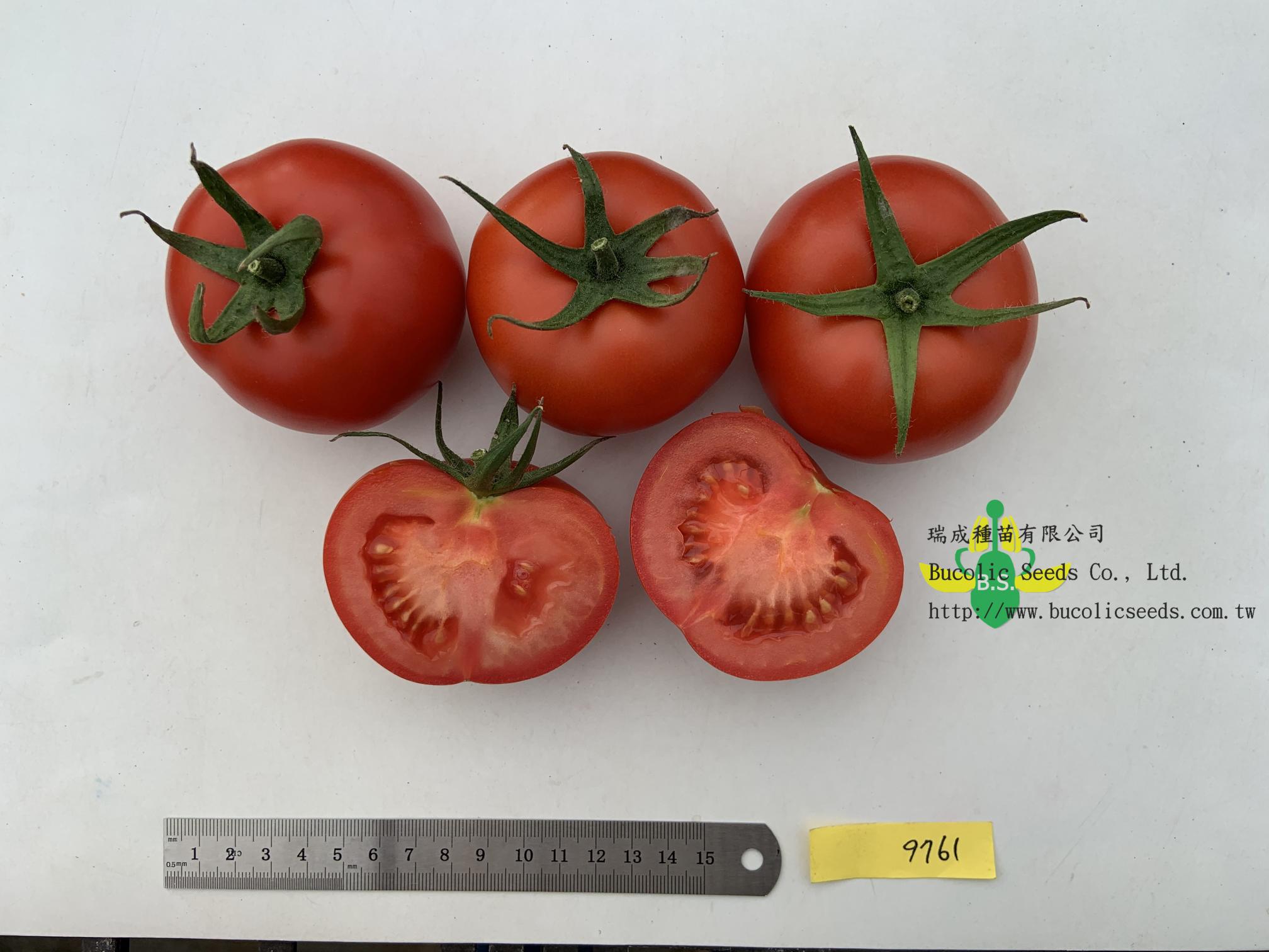 Beef Steak Tomato 9761 - Beef Steak Tomato 9761 (7)